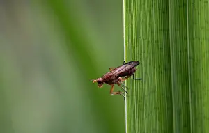 Iridaceae Prints: Snail-killing fly (Tetanocera Sp) resting on Yellow iris (Iris pseudacorus) leaf