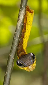 February 2022 Highlights Collection: Snake-mimic caterpillar (Hemeroplanes triptolemus) a hawkmoth caterpillar that resembles
