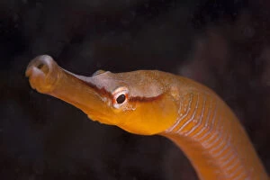 Marine Life of the Channel Islands by Sue Daly Gallery: Snake Pipefish (Entelurus aequoreus) Sark, British Channel Islands