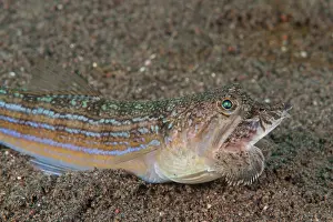 Lanternfish Prints: Snakefish (Trachinocephalus myops) attempting to swallow a Dragonet prey