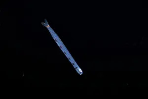 Purpose Prints: Snakefish (Trachinocephalus myops) larvae swimming in open ocean at night