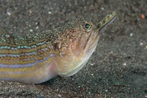 Lanternfish Prints: Snakefish (Trachinocephalus myops) swallowing a Dragonet prey, Bali, Pacific Ocean