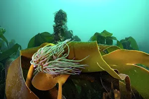 Seaweed Prints: Snakelocks anemone (Anemonia viridis) flowing in the current on frond of Golden kelp (Laminaria ochroleuca)