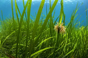 Alismatales Prints: Snakelocks anemone (Anemonia viridis) growing on a stalk of Eelgrass (Zostera marina)