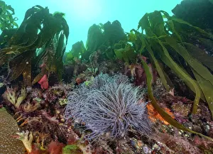 Seaweed Prints: Snakelocks anemones (Anemonia viridis) attached to colourful mixed algal reef