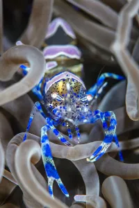 Images Dated 15th December 2020: Snakelocks shrimp (Periclimenes sagittifer) living symbiotiocally inside a snakelocks