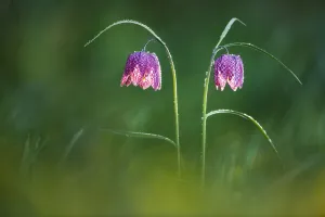 Liliaceae Prints: Snakes Head fritillary flowers {Fritillaria meleagris} Powerstock Common, Dorset
