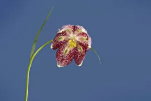 Images Dated 16th August 2019: Snakes head fritillary (Fritillaria meleagris), view into flower with linear green nectaries