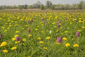 2020 February Highlights Gallery: Snakes head fritillary (Fritillaria meleagris) flowering with Dandelions in meadow Cricklade