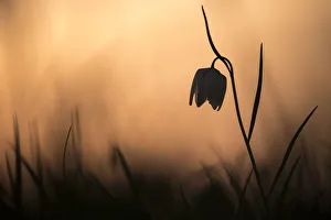Checkered Lily Prints: Snakes head fritillary (Fritillaria meleagris) in flower