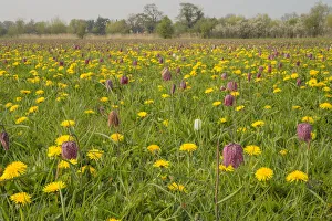 Checkered Lily Prints: Snakes head fritillary (Fritillaria meleagris) flowering with Dandelions in meadow Cricklade