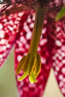 Images Dated 18th November 2019: Snakeshead fritillary (Fritillaria meleagris) close up