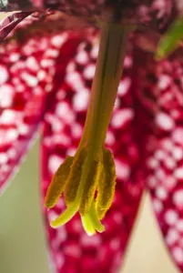 Anthers Gallery: Snakeshead fritillary (Fritillaria meleagris) close up