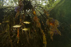 Snappers {Lutjanidae} amongst the roots of Red Mangrove trees {Rhizophora mangle}