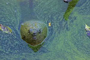 Chelydra Prints: Snapping turtle (Chelydra serpentina) with head above water surface in blue green algal bloom (Woronichinia naegeliana)