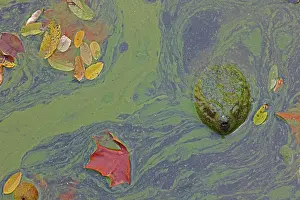 Chelydra Prints: Snapping turtle (Chelydra serpentina) with head above water surface in blue green algal bloom (Woronichinia naegeliana)