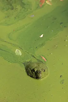 Cyanophyceae Prints: Snapping turtle (Chelydra serpentina) with head above water surface in blue green algal bloom (Woronichinia naegeliana)