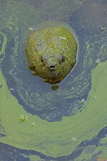 Chelydra Prints: Snapping turtle (Chelydra serpentina) with head above water surface in blue green algal bloom (Woronichinia naegeliana)
