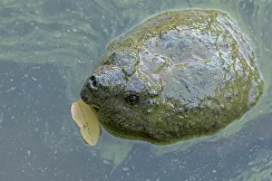 Chelydra Prints: Snapping turtle (Chelydra serpentina) with head above water surface in blue green algal bloom (Woronichinia naegeliana)