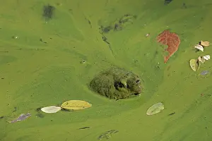 Chelydra Prints: Snapping turtle (Chelydra serpentina) with head above water surface in blue green algal bloom (Woronichinia naegeliana)