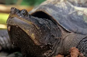 Chelydra Prints: Snapping turtle (Chelydra serpentina) head portrait