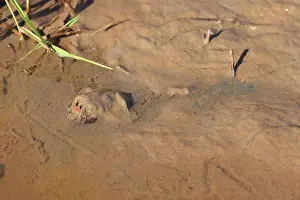 Chelydra Prints: Snapping turtle (Chelydra serpentina) submerged in mud with only snout visible