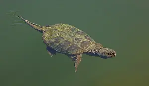 Reptile Prints: Snapping turtle (Chelydra serpentina) swimming, Maryland, USA. September