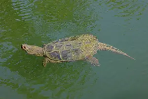 Reptile Prints: Snapping turtle (Chelydra serpentina) swimming, Maryland, USA. September