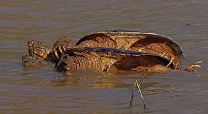 Chelydra Prints: Snapping turtles (Chelydra serpentina) pair mating in shallow water, Maryland, USA. April