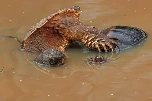 Reproduction Prints: Snapping turtles (Chelydra serpentina) pair mating in shallow water, Maryland, USA. April