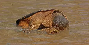 Reproduction Prints: Snapping turtles (Chelydra serpentina) pair mating in shallow water, Maryland, USA. April