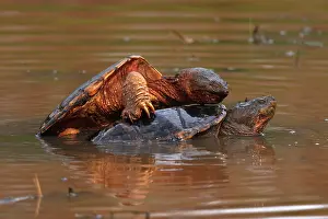 Reproduction Prints: Snapping turtles (Chelydra serpentina) pair mating in shallow water, Maryland, USA. April