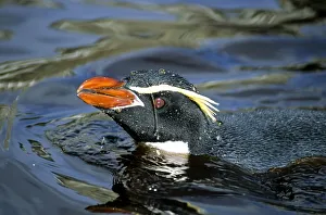 Eudyptes Prints: Snares Crested penguin (Eudyptes robustus) bathing in freshwater pool, Snares Island