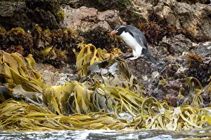 Seaweed Prints: Snares crested penguin (Eudyptes robustus) standing on kelp-covered rocks on the shore