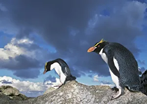 Snares-crested penguin (Eudyptes robustus) walking along rocks, Snares Island, New