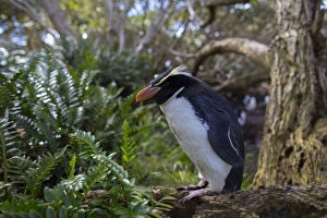 Penguins Collection: Snares island crested penguin (Eudyptes robustus) in forest, Snares Island, New Zealand