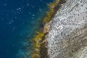 Aerial View Gallery: Snares island crested penguin (Eudyptes robustus) colony on the coast, high angle view