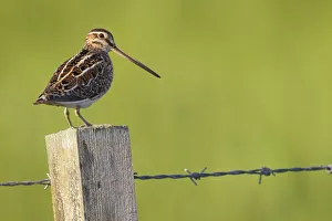 Images Dated 13th May 2011: Snipe (Gallinago gallinago) perched on fencepost, RSPB Balranald nature reserve, North Uist