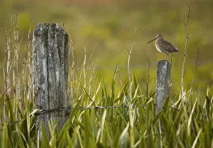 Waders Prints: Snipe (Gallinago gallinago) perched on a post in a marshy area of Yellow Flag Iris