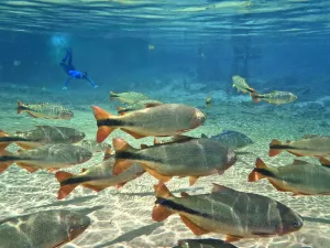 Images Dated 31st August 2010: Snorkeller with shoal of Piraputanga (Brycon hilarii), Rio Olha d Agua at Cabeceira do Prata