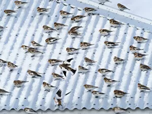 Images Dated 18th November 2021: Snow bunting (Plectrophenax nivalis) flock resting on a roof, Iceland. March