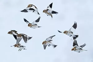 Snow bunting (Plectrophenax nivalis) flock in flight, brown feathers visible, Iceland