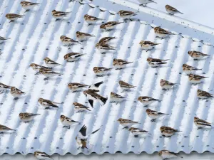 Shape Prints: Snow bunting (Plectrophenax nivalis) flock resting on a roof, Iceland. March
