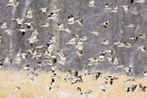 Snow buntings (Plectrophenax nivalis) flock in flight during a snowstorm, New York, USA, January