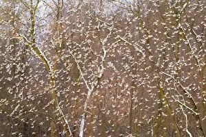 Sapling Prints: Snow buntings (Plectrophenax nivalis) large flock in flight with American beech (Fagus grandifolia) saplings behind