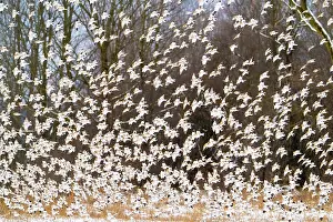 Snowflake Prints: Snow buntings (Plectrophenax nivalis) large flock taking flight in winter