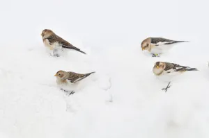 Snow Buntings (Plectrophenax nivalis) searching for food in snow, Cairngorms National Park