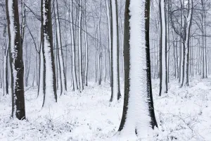Backgrounds Prints: Snow-covered Beech (Fagus sylvatica) woodland. West Woods, Compton Abbas, Dorset