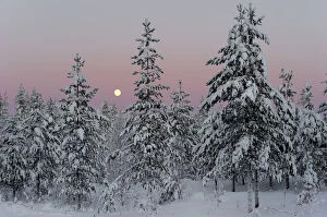 Images Dated 17th February 2011: Snow covered conifer trees at sunset, Kuusamo, Finland. February 2011