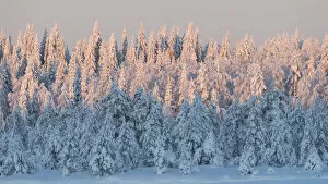 2020 Christmas Highlights Collection: Snow covered forest in afternoon light. Central Finland. January 2019
